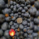 Черника, черника. 